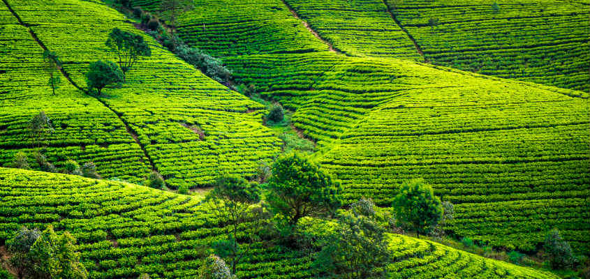 Tea-Gardens-Sri-Lanka